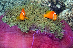 IMG_0481rf_Maldives_Madoogali_House reef_Poisson clown des maldives_Amphiprion nigripes